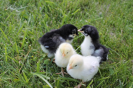 four black and white chicks thumbnail