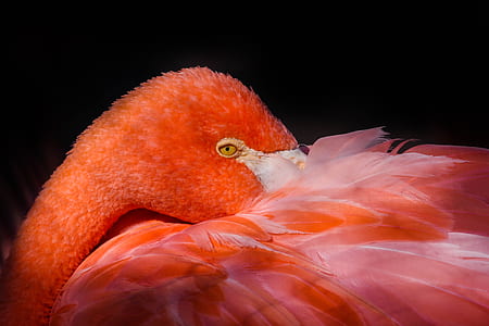 flamingo photo thumbnail