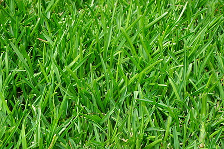Green Grass Field thumbnail