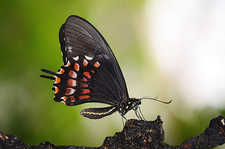 shallow focus lens photography of butterfly thumbnail