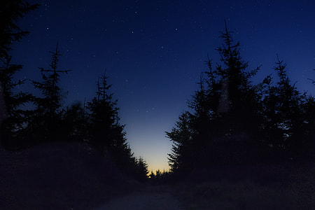 silhouette of trees under orange sunset thumbnail