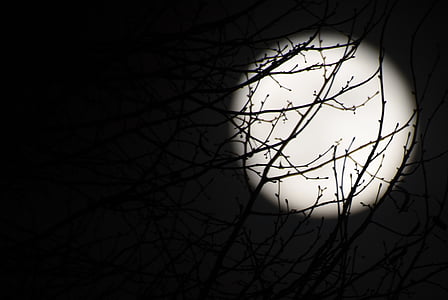 moon, full moon, night, dark, black, branches thumbnail