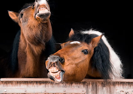 two brown horses inside the wooden stable thumbnail