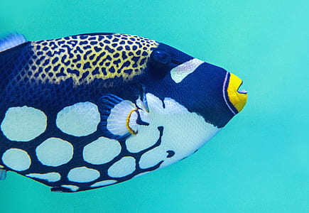 blue, white, and yellow fish thumbnail