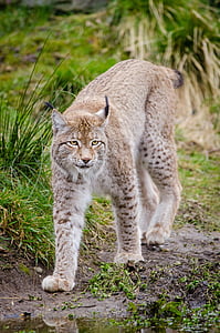 lynx walking near grass thumbnail