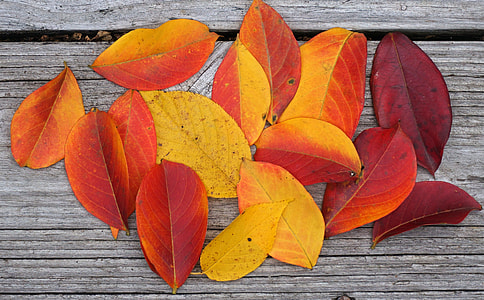 yellow and red leaves on plank thumbnail