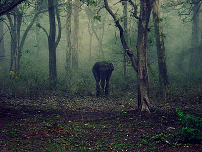 black elephant in forest thumbnail