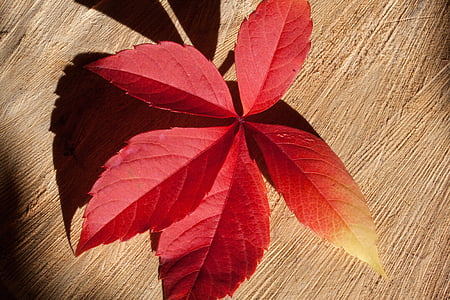 red flower thumbnail