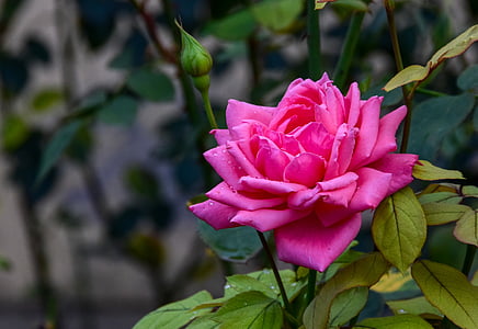 selective focus photo of pink Rosa rose thumbnail