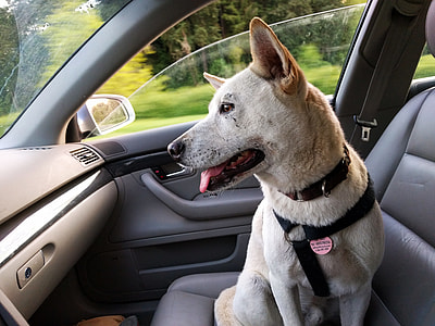 dog seating inside the car thumbnail