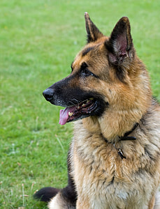 animal photography of a tan medium coat dog thumbnail