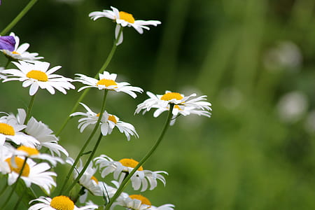 white daisy flowers thumbnail