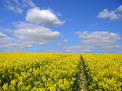yellow rapeseed flower field under white and blue cloudy skies thumbnail