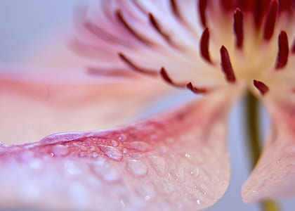 pink and yellow flowers thumbnail