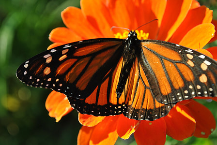orange and black butterfly on petaled flower thumbnail