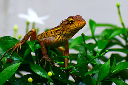 shallow focus photography of brown reptile thumbnail