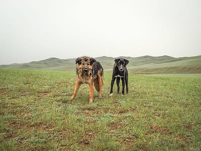 German shepherd and black dog near mountain during daytime thumbnail