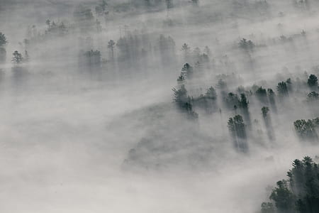 green tropical trees covered in mist thumbnail