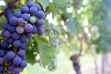 Close Up Photo of Grape Fruit thumbnail