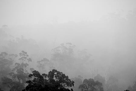 grayscale photo of trees thumbnail