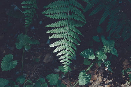 green fern plant thumbnail