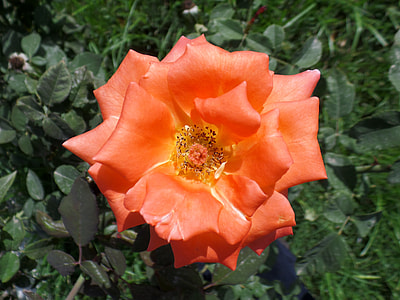 close-up photo of orange rose thumbnail