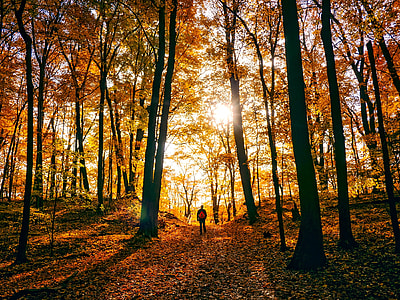silhouette of person standing on forest during daytime thumbnail