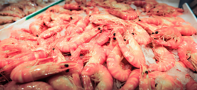 shrimps thumbnail