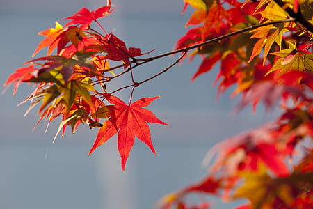 red maple leaf in close-up photography thumbnail