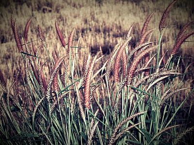 green grass during daytime thumbnail