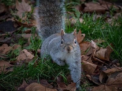 brown squirrel walking on grass field thumbnail