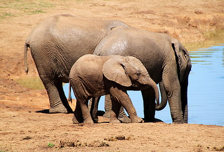 three elephants standing near body of water thumbnail