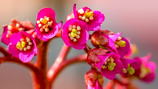 selective focus photography of pink petaled flowers thumbnail