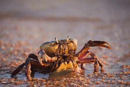 selective focus photography of crawling crab thumbnail