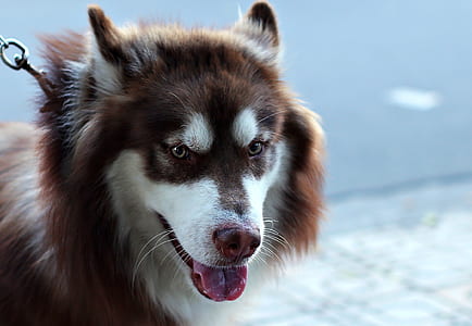 photo of adult brown and white Siberian husky thumbnail