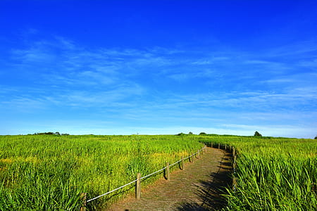 empty pathway in between green grasses thumbnail