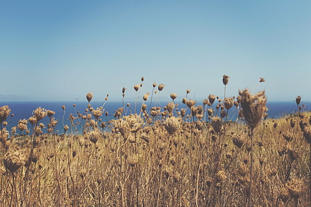 bed of flowers thumbnail