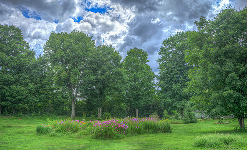 green leafed trees under blue sky thumbnail