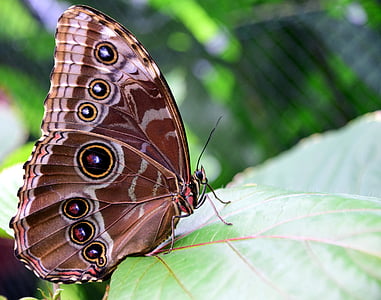 brown and white butterfly on green linear leaf thumbnail
