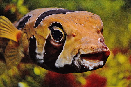 orange and brown fish thumbnail