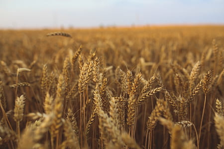 Golden grain thumbnail