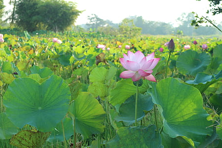 pink petaled flower surrounded by green leaves thumbnail