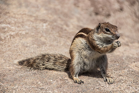 tilt-shift lens photo of a squirrel on beige ground thumbnail