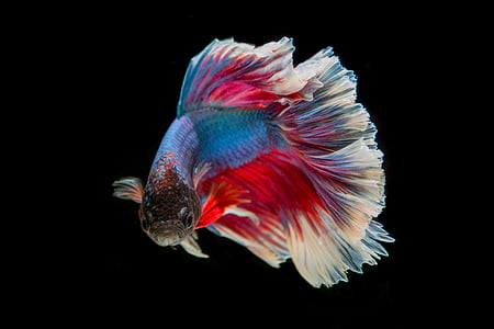 red and blue guppy fish photo thumbnail
