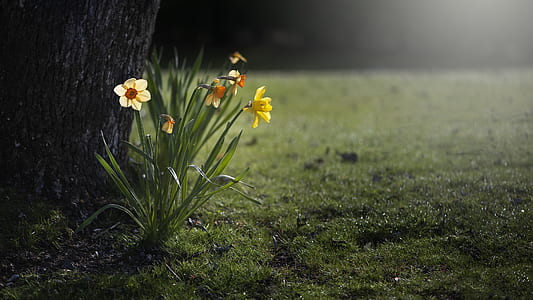 shallow focus photography of yellow flowers thumbnail