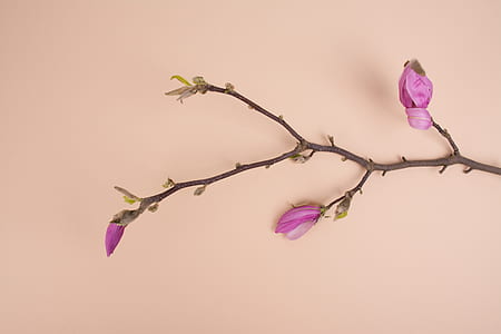purple petaled orchid thumbnail