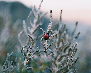 macro photo of lady bug thumbnail
