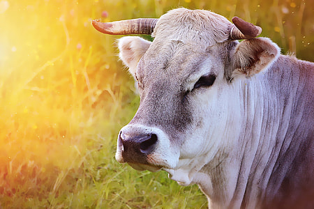 gray and white cow thumbnail