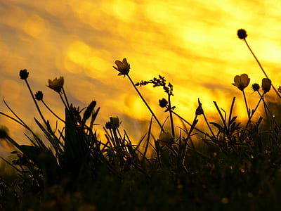 low-angle photo of yellow petaled flowers at sunset thumbnail