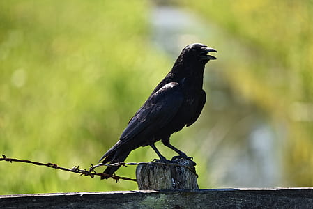 depth of field photography of black crow thumbnail